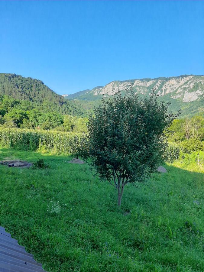 Pensiunea Codru Sălciua de Jos エクステリア 写真