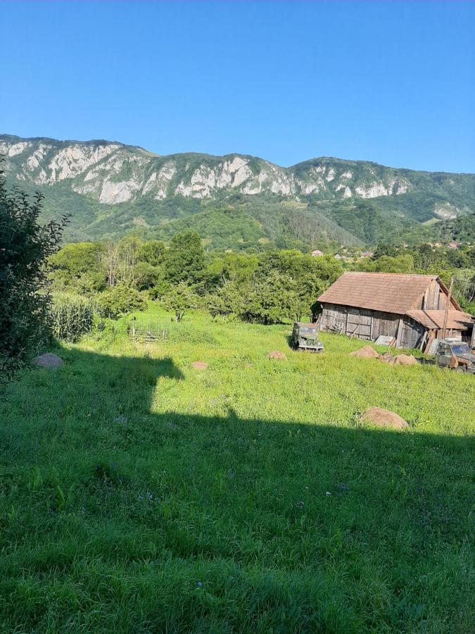 Pensiunea Codru Sălciua de Jos エクステリア 写真
